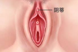阴蒂.jpg